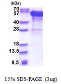 Human DCTN2 protein, His tag. GTX68171-pro