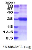 Human DCTN6 protein, His tag. GTX68187-pro