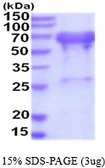 Human UBQLN2 protein, His tag. GTX68452-pro