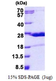 Human HN1 protein, His tag. GTX68482-pro