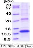Human PLAC8 protein, His tag. GTX68500-pro