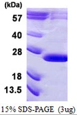 Human VPS29 protein, His tag. GTX68532-pro