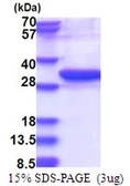 Human UBE2Z protein, His tag. GTX68709-pro