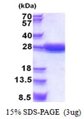 Human STARD5 protein, His tag. GTX68760-pro