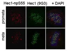 Anti-Hec1 antibody used in Immunocytochemistry/ Immunofluorescence (ICC/IF). GTX70016