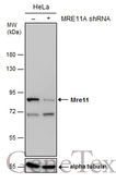Anti-Mre11 antibody [12D7] used in Western Blot (WB). GTX70212