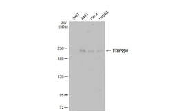 Anti-TRIP230 antibody used in Western Blot (WB). GTX70252