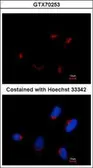 Anti-TRIP230 antibody [10G5] used in Immunocytochemistry/ Immunofluorescence (ICC/IF). GTX70253