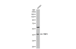 Anti-TRF1 antibody [8A5] used in Western Blot (WB). GTX70290
