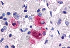 Anti-Steroidogenic Factor 1 antibody used in IHC (Paraffin sections) (IHC-P). GTX70819