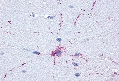 Anti-mGluR8 antibody used in IHC (Paraffin sections) (IHC-P). GTX71001