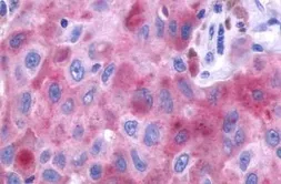 Anti-PTGFR antibody used in IHC (Paraffin sections) (IHC-P). GTX71099