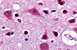Anti-LGR4 antibody used in IHC (Paraffin sections) (IHC-P). GTX71401