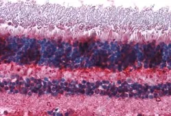 Anti-mGluR7 antibody used in IHC (Paraffin sections) (IHC-P). GTX71717