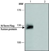 Anti-DDDDK tag antibody used in Western Blot (WB). GTX73143