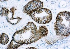 Anti-EpCAM antibody [VU-1D9] (ready-to-use) used in IHC (Paraffin sections) (IHC-P). GTX73513
