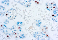 Anti-p57 Kip2 antibody [57P06] used in IHC (Paraffin sections) (IHC-P). GTX73917