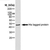 Anti-6X His tag antibody [AD1.1.10] (Biotin) used in Western Blot (WB). GTX74967