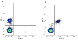 Anti-CD40 antibody [LOB7/6] (PE) used in Flow cytometry (FCM). GTX75205