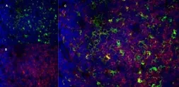 Anti-CD13 antibody [R3-63] used in IHC (Frozen sections) (IHC-Fr). GTX75927