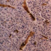 Anti-Glycophorin A antibody [YTH89.1] used in IHC (Paraffin sections) (IHC-P). GTX76244