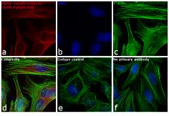 Goat Anti-Rabbit IgG antibody (DyLight680). GTX76793
