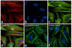 Goat Anti-Rabbit IgG antibody (DyLight680). GTX76793