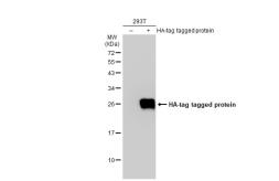 Anti-HA tag antibody (HRP) used in Western Blot (WB). GTX77400