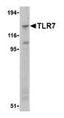 Anti-TLR7 antibody used in Western Blot (WB). GTX77619