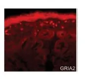 Anti-GluR2 antibody, N-term used in IHC (Frozen sections) (IHC-Fr). GTX77708