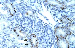Anti-TCFL5 antibody, Internal used in IHC (Paraffin sections) (IHC-P). GTX77811