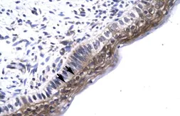 Anti-TAB2 antibody, N-term used in IHC (Paraffin sections) (IHC-P). GTX77824