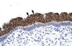 Anti-AEBP1 antibody, N-term used in IHC (Paraffin sections) (IHC-P). GTX77857