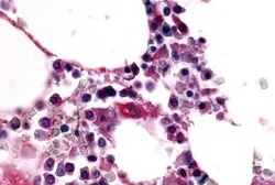 Anti-F4/80 antibody used in IHC (Paraffin sections) (IHC-P). GTX77949