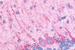 Anti-Dopamine Receptor D5 antibody used in IHC (Paraffin sections) (IHC-P). GTX77969
