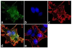 Anti-AP2B1 antibody used in Immunocytochemistry/ Immunofluorescence (ICC/IF). GTX79316