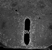 Anti-Neuropeptide S antibody used in IHC (Paraffin sections) (IHC-P). GTX79392