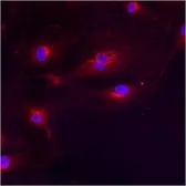 Anti-GM130 antibody used in Immunocytochemistry/ Immunofluorescence (ICC/IF). GTX79420