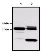 Anti-GST tag antibody [8-826] used in Immunoprecipitation (IP). GTX79438