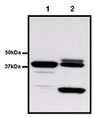 Anti-GST tag antibody [8-826] used in Immunoprecipitation (IP). GTX79438