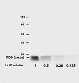 Anti-CD9 antibody [EM-04] (FITC) used in Western Blot (WB). GTX80173