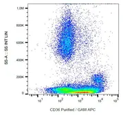 Anti-CD36 antibody [CB38 (NL07)] used in Flow cytometry (FCM). GTX80200