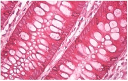 Anti-AGR2+AGR3 antibody [AGR3.4] used in IHC (Paraffin sections) (IHC-P). GTX80239