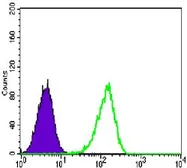 Anti-CARM1 antibody [3H2] used in Flow cytometry (FCM). GTX80395