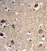 Anti-ACTR5 antibody, C-term used in IHC (Paraffin sections) (IHC-P). GTX80453