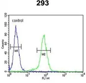 Anti-Claudin 8 antibody, Internal used in Flow cytometry (FCM). GTX80481