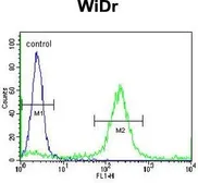 Anti-ADAMDEC1 antibody, N-term used in Flow cytometry (FCM). GTX80550