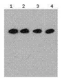 Anti-DDDDK tag antibody [F.G2] used in Western Blot (WB). GTX80656