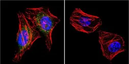 Anti-PSD95 antibody [7E3-1B8] used in Immunocytochemistry/ Immunofluorescence (ICC/IF). GTX80682