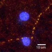 Anti-alpha 2a Adrenergic Receptor antibody used in IHC (Frozen sections) (IHC-Fr). GTX80804